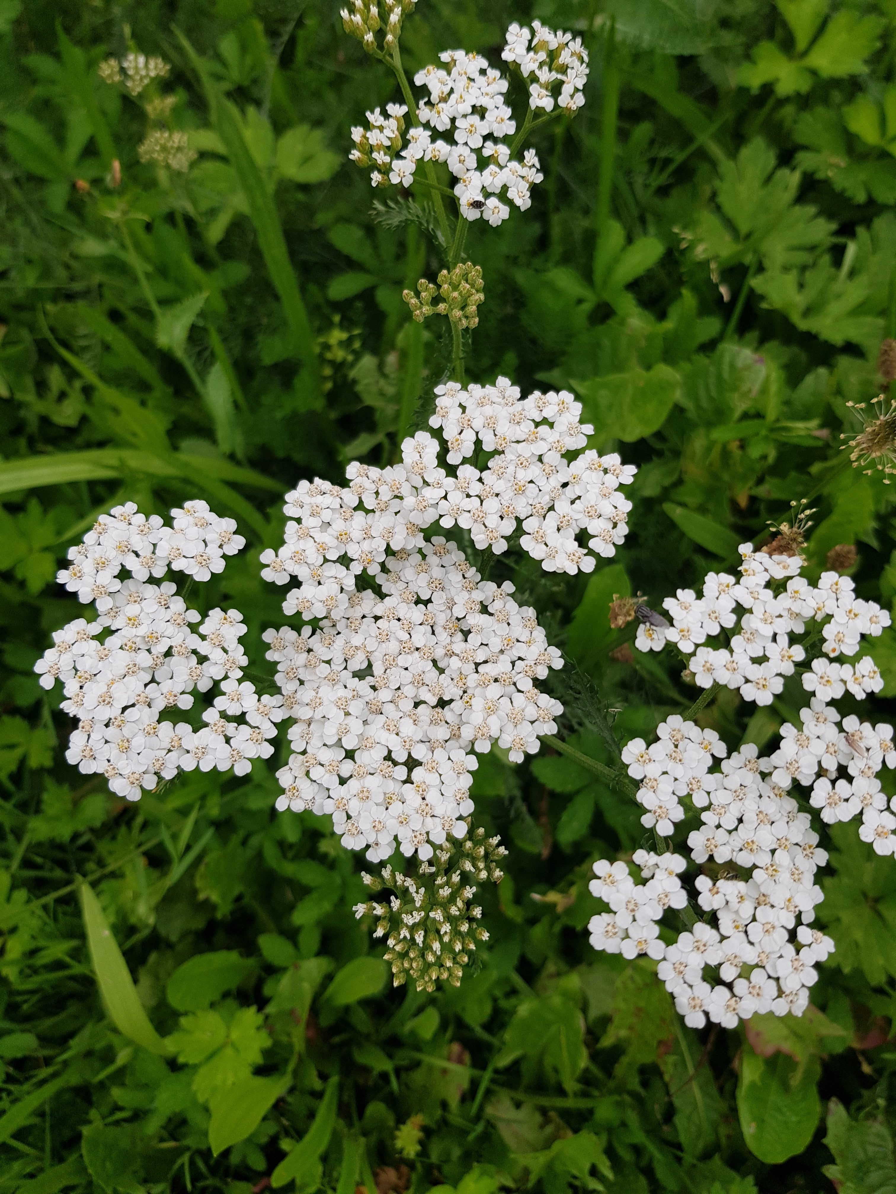 Alcoolature Achillée Millefeuille