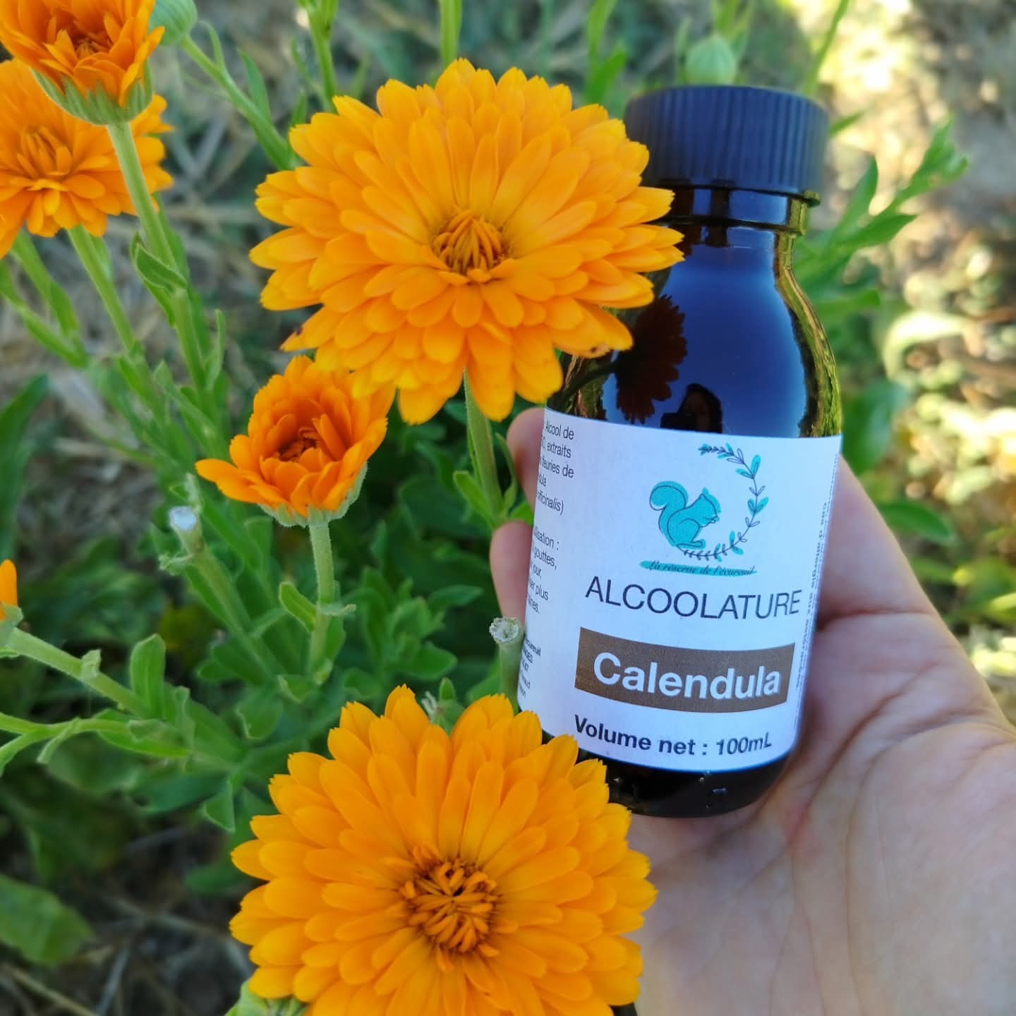 Alcoolature Calendula