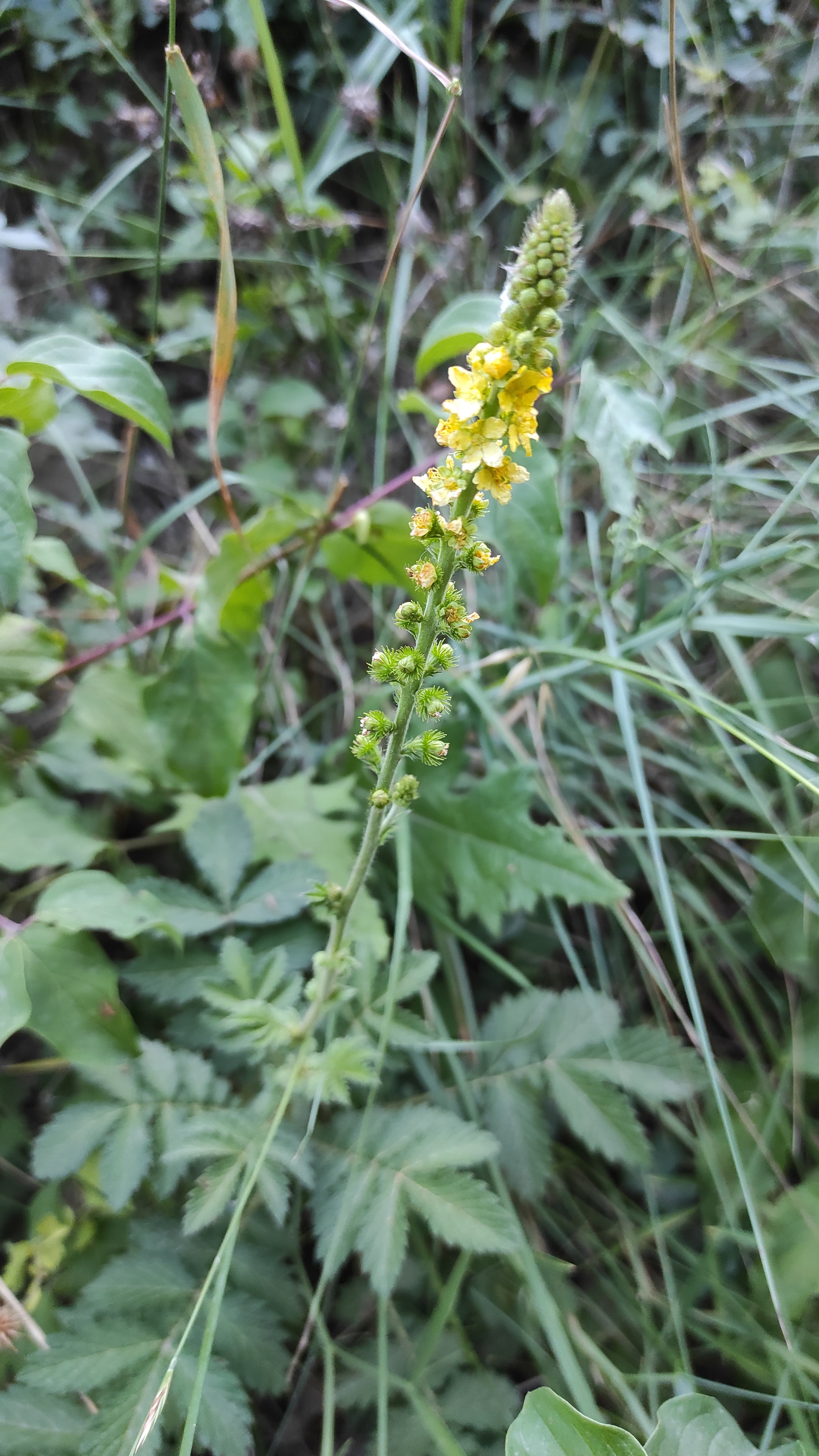 Alcoolature Aigremoine