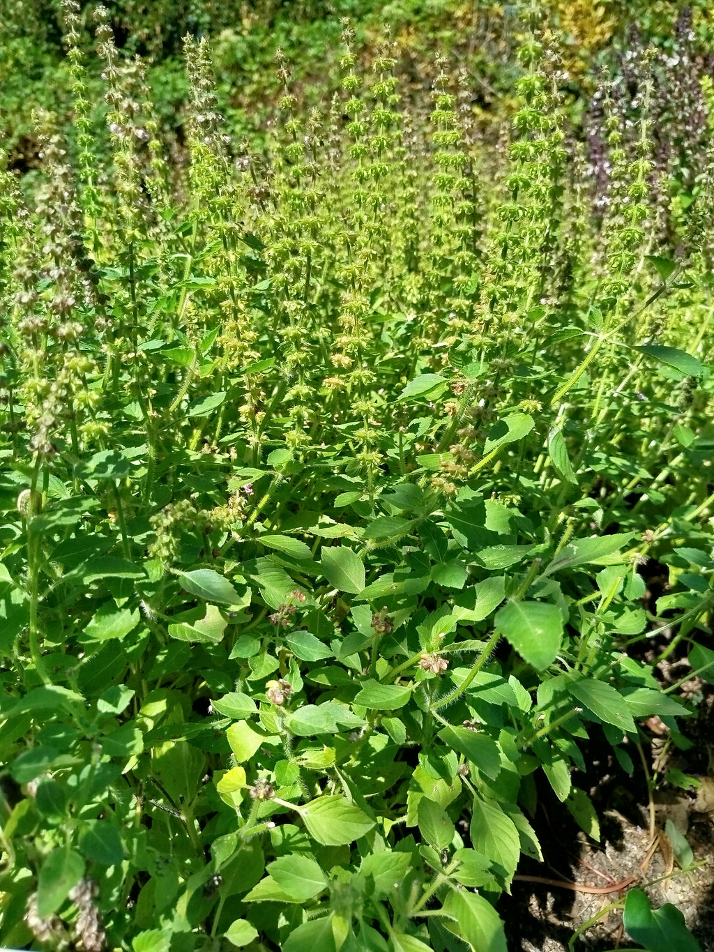Alcoolature Basilic sacré Tulsi