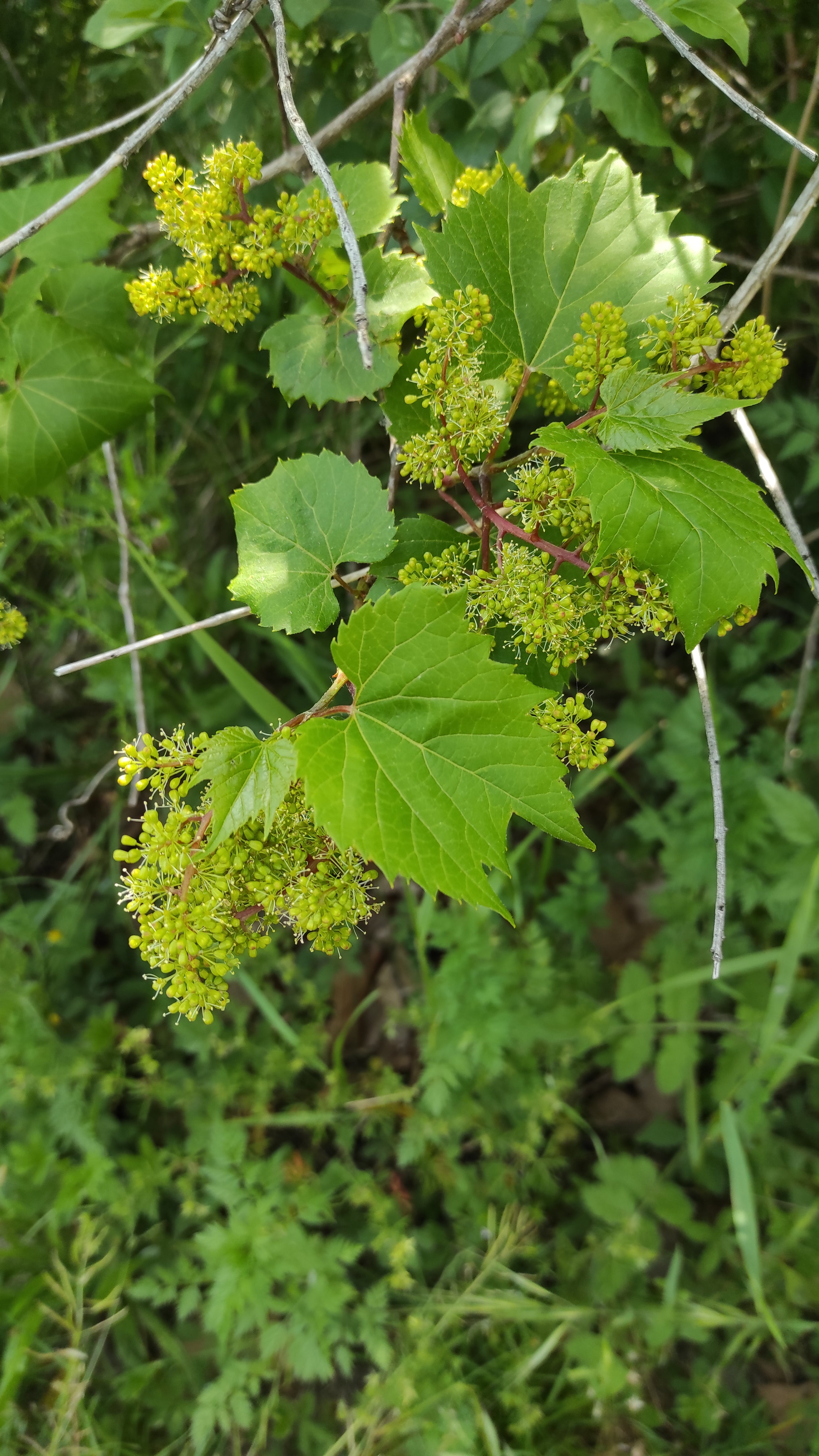 Alcoolature Vigne rouge